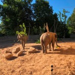 Nasze zwierzęta / Zoologiczny kalendarz